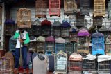 Pedagang menunggui burung jualannya di pasar burung Splendid yang masih dibuka saat pemberlakuan Pembatasan Sosial Berskala Besar (PSBB) di Malang, Jawa Timur, Rabu (27/5/2020). Pasar yang juga menjual aneka hewan peliharaan tersebut ramai dikunjungi dan menjadi tujuan wisata alternatif pasca ditutupnya sejumlah tempat wisata sebagai upaya pencegahan penyebaran COVID-19. Antara Jatim/Ari Bowo Sucipto/zk