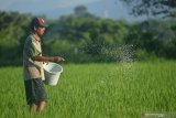 Petani memupuk tanaman padi menggunakan urea di Kelurahan Tegal Besar, Kaliwates, Jember, Jawa Timur, Kamis (28/5/2020). Sejumlah petani mengeluhkan mahalnya harga pupuk urea bersubsidi dari Rp90.000 per 50 Kg menjadi Rp130.000 per 50 Kg akibat pengurangan kuota pupuk urea di Jember dari 89.975 ton tahun 2019 menjadi 47.038 ton tahun 2020. Antara Jatim/Seno/zk