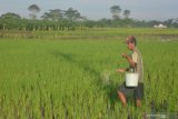 Petani memupuk tanaman padi menggunakan urea di Kelurahan Tegal Besar, Kaliwates, Jember, Jawa Timur, Kamis (28/5/2020). Sejumlah petani mengeluhkan mahalnya harga pupuk urea bersubsidi dari Rp90.000 per 50 Kg menjadi Rp130.000 per 50 Kg akibat pengurangan kuota pupuk urea di Jember dari 89.975 ton tahun 2019 menjadi 47.038 ton tahun 2020. Antara Jatim/Seno/zk