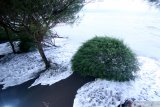 Pohon cemara diterjang ombak tinggi di Pantai Cemara, Banyuwangi, Jawa Timur, Kamis (28/5/2020). Ombak tinggi yang terjadi akibat musim angin timuran itu, mengakibatkan sejumlah perahu nelayan rusak, terjadi banjir rob dan sekitar 700 pohon cemara di pesisir tumbang karena abrasi. Antara Jatim/Budi Candra Setya/zk.