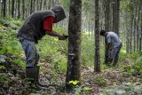 Buruh tani menyadap getah pohon karet di Perkebunan Karet Cigentur, Kabupaten Bandung Barat, Jawa Barat, Jumat (29/5/2020). Kementerian Pekerjaan Umum dan Perumahan Rakyat (PUPR) akan melakukan skema 