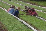 Petani memanen bibit tembakau di Desa Bulay, Pamekasan, Jawa Timur, Senin (1/6/2020). Menjelang musim tanam tembakau, bibit tersebut dijual seharga Rp20 ribu hingga Rp25 ribu per 1.000 batang. Antara Jatim/Saiful Bahri/zk