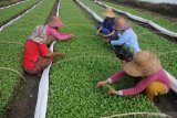 Petani memanen bibit tembakau di Desa Bulay, Pamekasan, Jawa Timur, Senin (1/6/2020). Menjelang musim tanam tembakau, bibit tersebut dijual seharga Rp20 ribu hingga Rp25 ribu per 1.000 batang. Antara Jatim/Saiful Bahri/zk