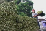 Pekerja menata sayuran sawi hasil panen yang melimpah di Tumpang, Malang, Jawa Timur, Senin (1/6/2020). Kementerian Pertanian mencatat melimpahnya produksi sayuran yang terjadi di saat pandemi COVID-19 justru membuka peluang untuk ekspor sehingga bisa meningkatkan neraca perdagangan komoditas pertanian yang pada periode Januari-Maret 2020 sudah mengalami surplus 164 juta dollar AS terhadap China. Antara Jatim/Ari Bowo Sucipto/zk