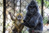 Seekor anak Lutung Jawa (Javan Silvered Leaf Monkey) berada dalam pelukan induknya di Bandung Zoo, Bandung, Jawa Barat, Selasa (2/6/2020). Bandung Zoo memiliki satu ekor tambahan koleksi primata dilindungi yang dilahirkan pada 3 Mei 2020  saat pandemi COVID-19 dan diberi nama Remon. ANTARA JABAR/Raisan Al Farisi/agr