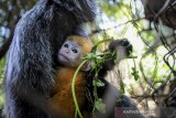 Seekor anak Lutung Jawa (Javan Silvered Leaf Monkey) berada dalam pelukan induknya di Bandung Zoo, Bandung, Jawa Barat, Selasa (2/6/2020). Bandung Zoo memiliki satu ekor tambahan koleksi primata dilindungi yang dilahirkan pada 3 Mei 2020  saat pandemi COVID-19 dan diberi nama Remon. ANTARA JABAR/Raisan Al Farisi/agr