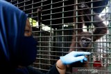 Dokter hewan Balai Konservasi Sumber Daya Alam (BKSDA) Aceh Taing Lubis memeriksa kondisi kesehatan owa lar (Hylobates lar) yang diserahkan warga di Banda Aceh, Aceh, Selasa (2/6/2020). BKSDA Aceh merawat dan merehabilitasi satwa-satwa langka dan lindungi hasil sitaan dan yang diserahkan warga untuk dilepasliarkan kembali kehabitatnya. Antara Aceh/Irwansyah Putra.