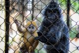 Anak Lutung Jawa Dalam Pelukan Ibunya Hadir Di Bandung Zoo