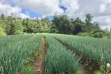 Kesejahteraan petani Sulut naik di saat pandemi Corona