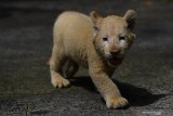 Bayi Singa Putih (Panthera leo) yang berjenis kelamin betina dan bernama Gisel bermain di halaman Taman Safari Prigen, Pasuruan, Jawa Timur, Kamis (4/6/2020). Gisel yang lahir normal pada 8 April 2020 dengan berat 1,5 Kg tersebut lahir dari indukan betina bernama Ghost dan pejantan bernama Kaka, sehingga kelahiran ini menambah koleksi Singa Putih di taman itu menjadi enam ekor . Antara Jatim/Zabur Karuru