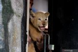 Perawat satwa menggendong bayi Singa Putih (Panthera leo) yang berjenis kelamin betina dan bernama Gisel di Taman Safari Prigen, Pasuruan, Jawa Timur, Kamis (4/6/2020). Gisel yang lahir normal pada 8 April 2020 dengan berat 1,5 Kg tersebut lahir dari indukan betina bernama Ghost dan pejantan bernama Kaka, sehingga kelahiran ini menambah koleksi Singa Putih di taman itu menjadi enam ekor . Antara Jatim/Zabur Karuru