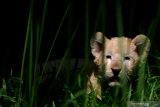 Bayi Singa Putih (Panthera leo) yang berjenis kelamin betina dan bernama Gisel bermain di halaman Taman Safari Prigen, Pasuruan, Jawa Timur, Kamis (4/6/2020). Gisel yang lahir normal pada 8 April 2020 dengan berat 1,5 Kg tersebut lahir dari indukan betina bernama Ghost dan pejantan bernama Kaka, sehingga kelahiran ini menambah koleksi Singa Putih di taman itu menjadi enam ekor . Antara Jatim/Zabur Karuru