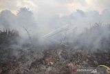 Suasana kebakaran lahan gambut di Desa Peunaga Cut Ujong, Kecamatan Meureubo, Aceh Barat, Aceh, Kamis (4/6/2020). Kebakaran lahan gambut yang diduga akibat puntung rokok tersebut telah menghaguskan tiga hektare lahan milik warga setempat. ANTARA FOTO/Syifa Yulinnas/aww.