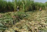 Pekerja menebang tebu di Kota Madiun, Jawa Timur, Jumat (5/6/2020). Holding Perkebunan Nusantara (PTPN) menargetkan bisa memproduksi satu juta ton gula di musim giling tebu tahun 2020 ini. Antara Jatim/Siswowidodo/zk.