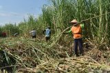 Pekerja menebang tebu di Kota Madiun, Jawa Timur, Jumat (5/6/2020). Holding Perkebunan Nusantara (PTPN) menargetkan bisa memproduksi satu juta ton gula di musim giling tebu tahun 2020 ini. Antara Jatim/Siswowidodo/zk.