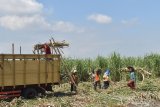 Pekerja mengangkut tebu untuk di pindah ke truk saat panen di Kota Madiun, Jawa Timur, Jumat (5/6/2020). Holding Perkebunan Nusantara (PTPN) menargetkan bisa memproduksi satu juta ton gula di musim giling tebu tahun 2020 ini. Antara Jatim/Siswowidodo/zk.