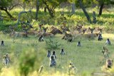 Rusa timor (cervus timorensis) bersama kera ekor panjang (macaca fascicularis) mencari makan di savana Taman Nasional Baluran, Situbondo, Jawa Timur, Jumat (5/6/2020). Ditutupnya pariwisata di TN Baluran pada masa Pandemi COVID-19, berdampak pada perilaku satwa yang biasanya beraktivitas di dalam hutan saat ini mudah dijumpai di padang savana karena tidak adanya wisatawan. Antara Jatim/Budi Candra Setya/zk