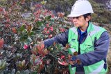 PT Freeport temukan satu spesies tumbuhan baru di Papua
