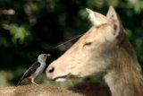 Burung Jalak Putih dan Rusa Timor di TN Baluran Terdampak Pandemi