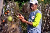 Petani memanen tomat sisa akhir musim di Desa Penagguan, Pamekasan, Jawa Timur, Minggu (7/6/2020). Sejak pertengahan bulan puasa lalu, harga tomat di daerah itu naik dari Rp.1.000 per kg menjadi Rp3.000 per kg, karena minimnya stok ditingkat petani. Antara Jatim/Saiful Bahri/zk