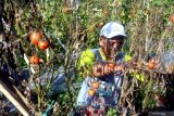 Petani memanen tomat sisa akhir musim di Desa Penagguan, Pamekasan, Jawa Timur, Minggu (7/6/2020). Sejak pertengahan bulan puasa lalu, harga tomat di daerah itu naik dari Rp.1.000 per kg menjadi Rp3.000 per kg, karena minimnya stok ditingkat petani. Antara Jatim/Saiful Bahri/zk