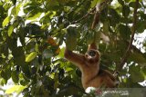 BKSDA Sumatera Barat telah melepasliarkan 16 owa ungko ke habitat baru