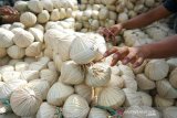 Seorang calon pembeli memilih gula aren asal Bulango Ulu yang dibungkus dengan daun woka di Pasar Kamis Tapa, Kabupaten Bone Bolango, Provinsi Gorontalo. Gula aren Bulango Ulu yang dijual dengan harga Rp7.000/buah tersebut merupakan salah satu produk unggulan daerah yang terus dikembangkan oleh pemerintah setempat dengan membuat sentra produksi dan promosi hingga ke luar daerah. (ANTARA FOTO/Adiwinata Solihin)