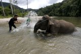 Pawang (mahout) bersama anak-anak wisatawan memandikan gajah sumatra jinak di Conservation Respons Unit (CRU) Sampoiniet, Aceh Jaya, Aceh, Minggu (7/6/2020). Memasuki masa normal baru (new normal) pencegahan COVID-19, CRU Sampoiniet kembali membuka wisata konservasi meski membatasi jumlah kunjungan wisatawan yang sebelumnya ditutup total. ANTARA FOTO/Irwansyah Putra/aww.