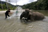 Gajah Dimandikan Jelang Buka Wisata Konservasi Masa Normal Baru
