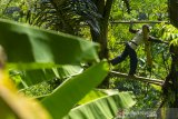 Petani mengambil lodong bambu berisi air nira dari pohon aren di Kampung Cilaksana, Desa Cintalaksana, Karawang, Jawa Barat, Rabu (10/6/2020). Dalam sehari petani mampu mengumpulkan air nira aren sebanyak 10 liter yang kemudian dijual dengan harga Rp 30 ribu per liter. ANTARA JABAR/M Ibnu Chazar/agr
