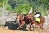 Joki memacu sapi kerapan  di Desa Mortajih, Pamekasan, Jawa Timur, Jumat (12/6/2020). Kendati ditengah Pandemi COVID-19,  pemilik sapi kerapan di Madura tetap melatih sapi kerapannya dengan tetap mematuhi protokol kesehatan dengan pembatasan jumlah peserta. Antara Jatim/Saiful Bahri/zk.