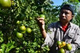 Pengunjung memetik buah jeruk  di Desa Penagguan, Pamekasan, Jawa Timur, Jumat (12/6/2020). Memasuki musim paneni, petani jeruk di daerah itu memanfaatkan perkebunan komuditas tersebut sebagai wisata petik buah jeruk dengan harga Rp13.000 per kg. Antara Jatim/Saiful Bahri/zk