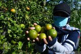 Pengunjung menunjukkan buah jeruk yang dipetik di Desa Penagguan, Pamekasan, Jawa Timur, Jumat (12/6/2020). Memasuki musim paneni, petani jeruk di daerah itu memanfaatkan perkebunan komuditas tersebut sebagai wisata petik buah jeruk dengan harga Rp13.000 per kg. Antara Jatim/Saiful Bahri/zk