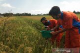 SMKN 1 Pundong berinovasi kembangkan alat perangkap hama wereng tanaman