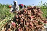 Buruh tani memanen bawang merah berumur 55 hari dari yang seharusnya dipanen pada usia 70-75 hari di area persawahan Desa Paron, Kediri, Jawa Timur, Sabtu (13/6/2020). Belasan hektar lahan pertanian bawang merah di daerah itu terpaksa panen dini dengan risiko hasil panen menurun hingga 30 persen guna menanggulangi kerugian yang lebih besar akibat serangan ulat grayak. Antara Jatim/Prasetia Fauzani/zk