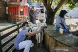 Pengunjung menggunakan masker saat menikmati suasana kawasan Wisata Farm House, Lembang, Kabupaten Bandung Barat, Jawa Barat, Minggu (14/6/2020). Kabupaten Bandung Barat yang terdata sebagai zona biru Pandemi COVID-19 mulai membuka kembali tempat wisata di kawasan Lembang salah satunya  Farm House, dengan tetap menerapkan protokol Kesehatan guna memulihkan kembali sektor ekonomi yang terdampak. ANTARA JABAR/Novrian Arbi/agr