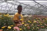 Kenangan Pramono Edi,  berencana  memanen bunga krisan di Cipanas