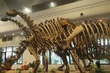 Jejak kaki dinosaurus ditemukan di Xinjiang China
