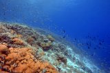KKP siapkan protokol normal baru pariwisata berkelanjutan untuk Raja Ampat