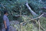 Bantu tetangganya menebang pohon, kakek usia 70 tahun tewas tertimpa pohon