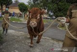 Petugas membawa sapi limousin ke dalam kandang di Balai Inseminasi Buatan di Lembang, Kabupaten Bandung Barat, Jawa Barat, Selasa (16/6/2020). Balai Inseminasi Buatan tersebut memiliki 197 sapi impor serta lokal yang nantinya sperma dari sapi tersebut akan disebar ke wilayah Indonesia bagian tengah dan barat untuk keperluan inseminasi buatan atau kawin suntik. ANTARA JABAR/Raisan Al Farisi/agr