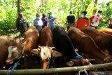 Petugas kesehatan hewan memeriksa kesehatan sapi  di Banyuwangi, Selasa (16/6/2020). Pemeriksaan sapi hasil  peternakan warga itu, selain untuk mengantisipasi penyebaran penyakit menular juga sebagai upaya meningkatkan  produktivitas anakan sapi nasional. Antara Jatim/Budi Candra Setya/zk