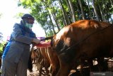 Petugas kesehatan hewan melakukan pemeriksaan kebuntingan sapi  di Banyuwangi, Selasa (16/6/2020). Pemeriksaan sapi hasil  peternakan warga itu, selain untuk mengantisipasi penyebaran penyakit menular juga sebagai upaya meningkatkan  produktivitas anakan sapi nasional. Antara Jatim/Budi Candra Setya/zk