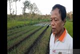 Gunung Kidul bangkitkan kembali produksi bawang putih lokal