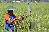 Petani membersihkan tanaman padi yang rusak akibat serangan hama tikus di dekat alat bunyi-bunyian pengusir tikus di Desa Garon, Balerejo, Kabupaten Madiun, Jawa Timur, Rabu (17/6/2020). Petani di wilayah tersebut mengeluhkan serangan hama tikus yang mengakibatkan kerusakan tanaman padi hingga mencapai 30-50 persen. Antara Jatim/Siswowidodo/zk