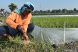 Petani memasang umpan racun tikus di sawahnya yang ditanami padi di Desa Garon, Balerejo, Kabupaten Madiun, Jawa Timur, Rabu (17/6/2020). Petani di wilayah tersebut mengeluhkan serangan hama tikus yang mengakibatkan kerusakan tanaman padi hingga mencapai 30-50 persen. Antara Jatim/Siswowidodo/zk