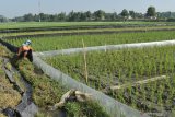 Petani memasang plastik untuk memagari tanaman padinya guna mengendalikan serangan hama tikus di Desa Garon, Balerejo, Kabupaten Madiun, Jawa Timur, Rabu (17/6/2020). Petani di wilayah tersebut mengeluhkan serangan hama tikus yang mengakibatkan kerusakan tanaman padi hingga mencapai 30-50 persen. Antara Jatim/Siswowidodo/zk