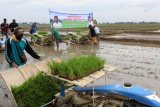 Mentan: Ketahanan pangan kunci utama hadapi tantangan pandemi COVID-19