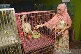 Wahyuni Septiana (26) memberi makan kucing hias jenis Persia di penangkaran Desa Puton, Kecamatan Diwek, Kabupaten Jombang, Jawa Timur, Jumat (19/6/2020). Usaha penangkaran kucing hias milik Wahyuni di masa pandemi COVID-19 mengalami peningkatan setiap hari biasa menjual 3-4 ekor kucing yang dijual mulai Rp300 ribu-Rp2, 8 juta per ekor dibandingkan sebelum pandemi. Antara Jatim/Syaiful Arif/zk.