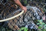 Petugas memberi minum harimau Sumatra liar di kawasan Conservation Respon Unit (CRU) Desa Naca, Trumon Tengah, Aceh Selatan, Aceh, Jumat (19/6/2020). Tim dokter BKSDA Aceh terus melakukan proses observasi untuk memastikan kesehatan harimau sumatra sebelum proses pelepasliaran kembali kehabitatnya. ANTARA FOTO/Syifa Yulinnas/pras.